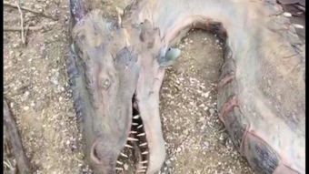 真龙：神话与现实的交织
