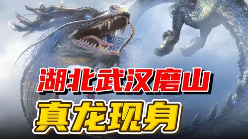 真龙现身：神话与现实的交织