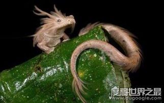 真龙真身：神话与现实的交织
